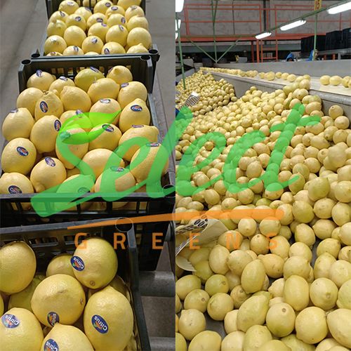 Fresh Adalia Lemons for Export | Bulk Lemon Supplier - Select Green