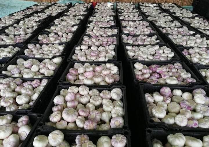 Fresh Garlic for Export | Bulk Garlic Supplier - Select Green