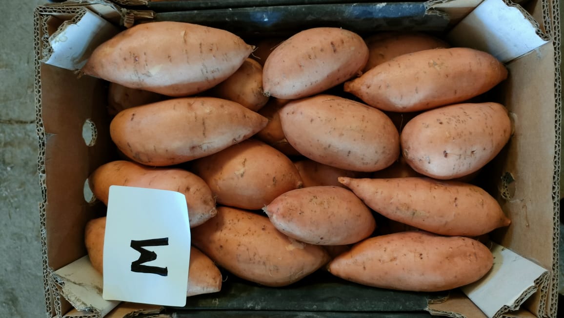 Fresh Sweet Potatoes for Export | Bulk Sweet Potato Supplier - Bellevue