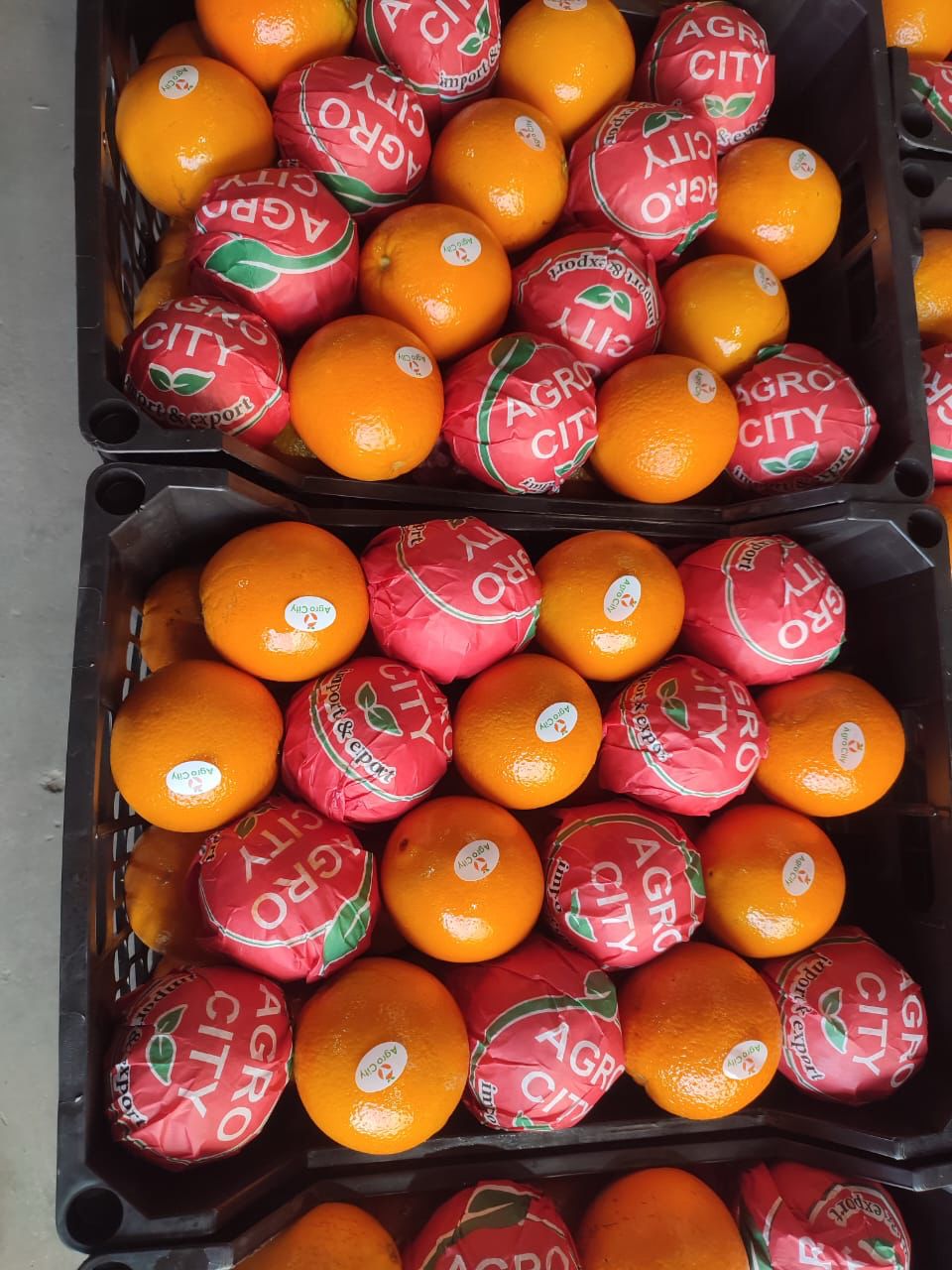 Fresh Oranges for Export | Bulk Citrus Supplier