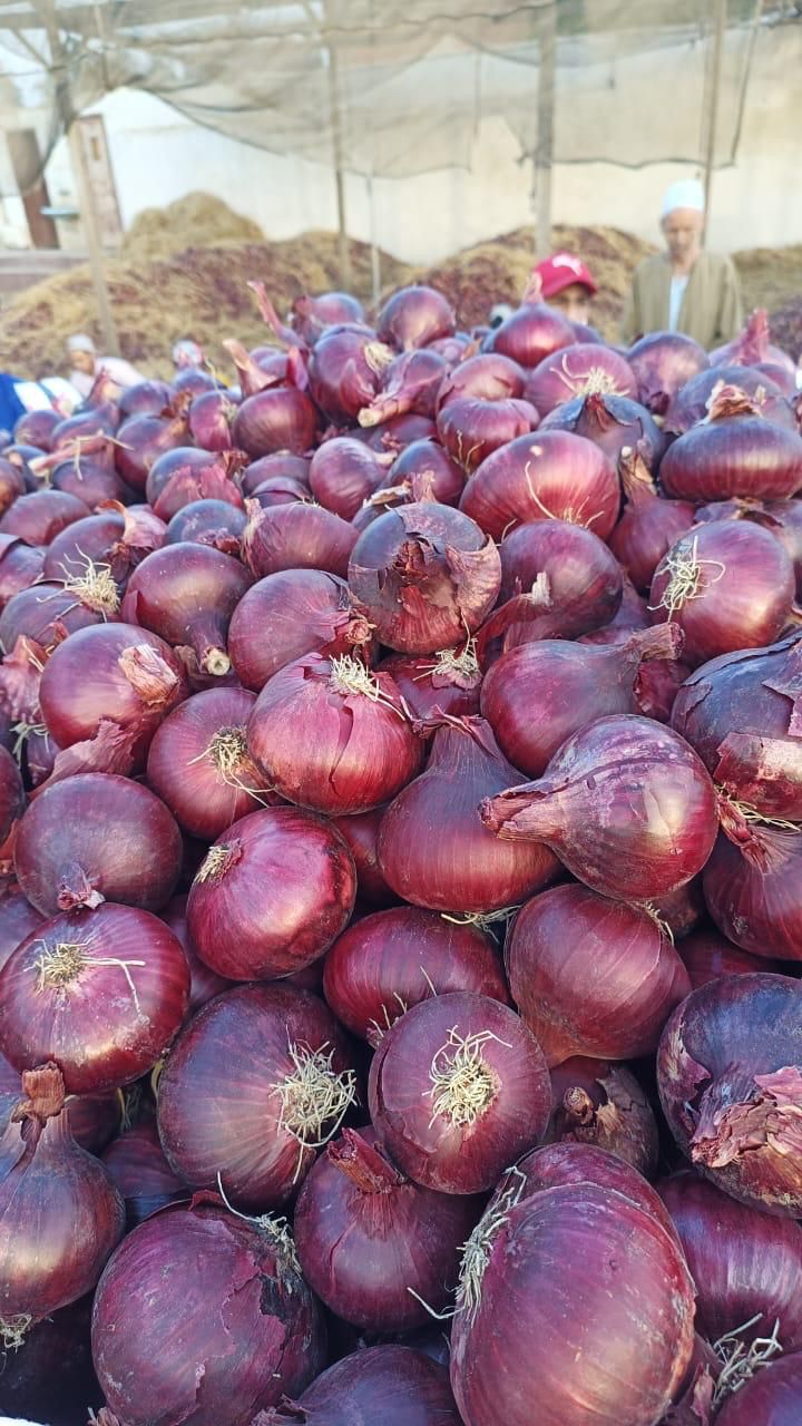 Wholesale Fresh Garlic for Export | Garlic Supplier Premium Bulk Export from Egypt
